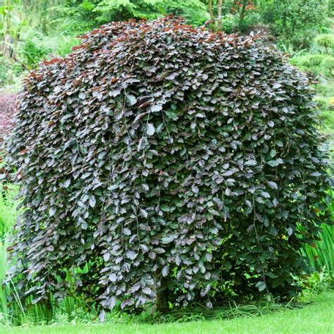 Fagus Sylvatica Purpurea Pendula H Ngblodbok