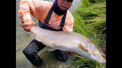 This Fly Fishing Record Brown Trout Will Never Happen Again San Juan