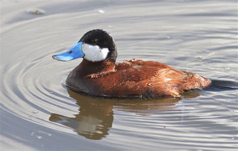 Ruddy Duck Oxyura Jamaicensis A Male In Breeding Plumage Patterns In Nature Color Patterns