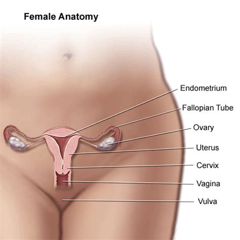 A good amount of area is covered by the abdominal wall. Anatomy of Female Pelvic Area