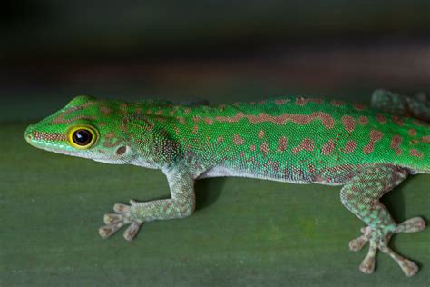 5 Enthralling Facts About Geckos Are They Truly Masters Of Color
