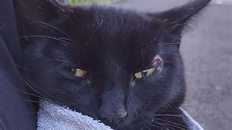Petition · Make It The Law To Report Injured Or Dead Cats From Road