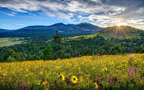 Flowers Mountains Valleys Mountains Sunsets Clouds Sky Sun