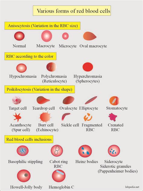 Anemia Part 8 Hemolytic Anemias Classification Lab Diagnosis