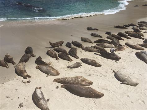 Playful Seals At La Jolla Cove California Gina Pacelli Gina Pacelli