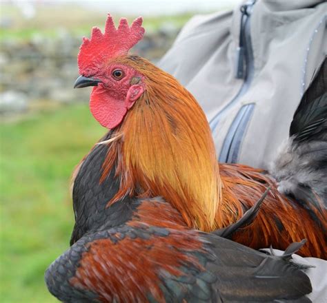 Opinion Can Rare Breed Chickens Take On Factory Hens