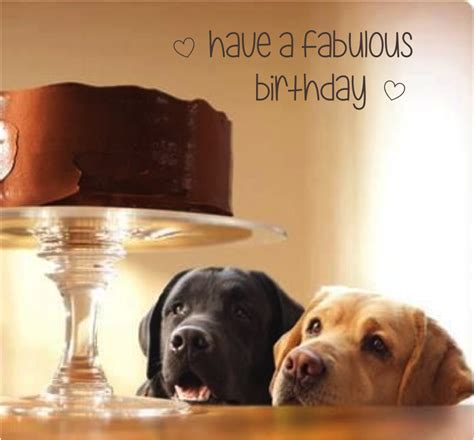 Happy Birthday Cake Dog Labrador Retriever Cute Loose Leash Dog