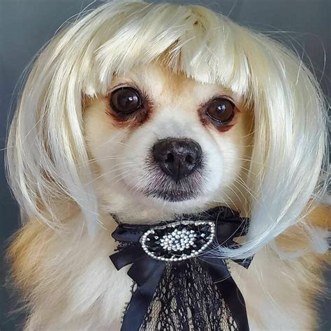 50 Funny Pics Of Dogs With Wigs That Will Brighten Your Day Same