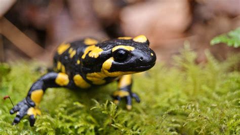 Are Fire Salamanders Poisonous Are Fire Salamanders Resistant To Fire