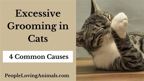 Excessive Grooming In Cats Why Is My Cat Overgrooming Psychogenic Alopecia In Cats YouTube