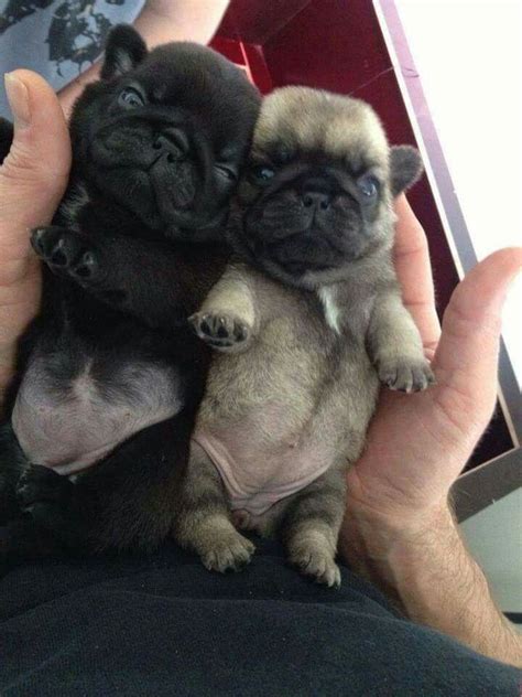 Babies Cute Pug Puppies Cute Pugs Puppies