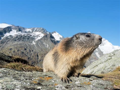 Alpine Marmot (marmota Marmota Photograph by Martin Zwick
