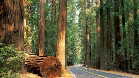 Redwood Trees Road Forest Hd Wallpaper Nature And Landscape