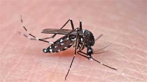 Tiger Mosquitoes Even Settle In The City Here Are The Right Things To