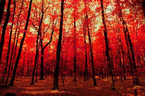 Canadian Maple Tree Forest Simply Red Pinterest