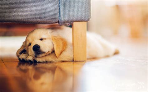 Sleeping Puppy Wallpapers Top Free Sleeping Puppy Backgrounds