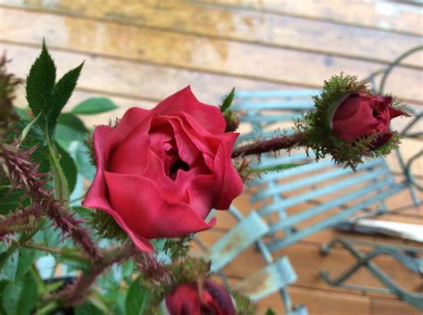 Coral Reef Moss Rose From Select Roses In Langley Rose Flowers Plants