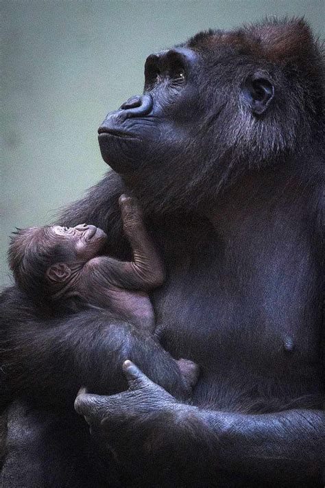 These Photos Of A Gorilla Mom And Her New Baby Are So Cute Better