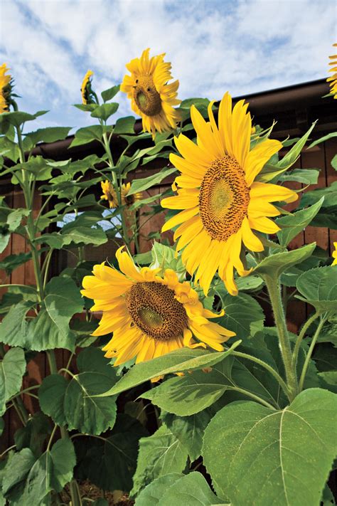 These Sunflower Centerpieces Will Brighten Up Your Breakfast Table