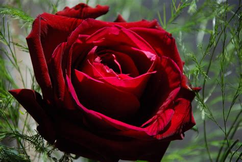 Free Red Rose Background Lovely Red Rose 623
