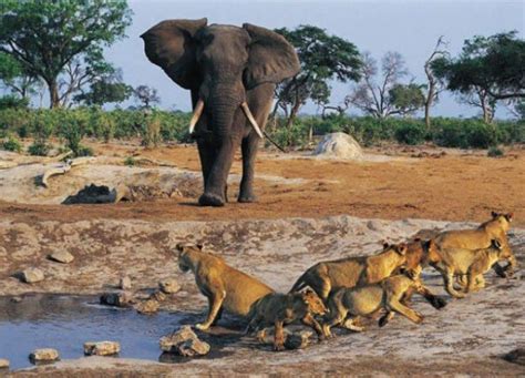 Best African Safari Tours In Senegal Tourismprof B2b Travel