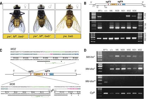 Male Sex In Houseflies Is Determined By Mdmd A Paralog Of The Generic