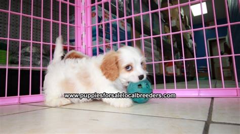 This cavachon breed info will give you some important information about the various characteristics of the cavachon breed. Adorable Cavachon Puppies For Sale, Georgia Local Breeders ...