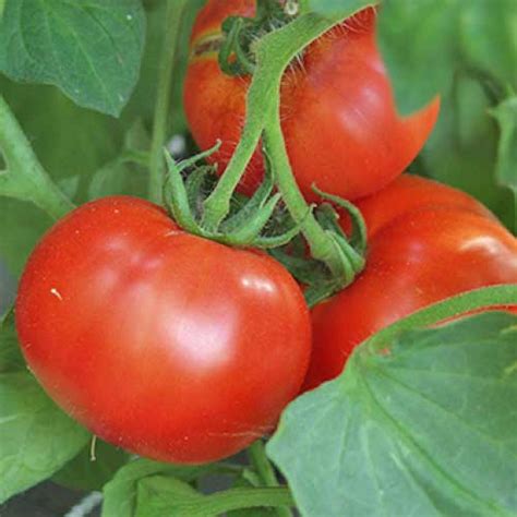 Montecarlo Tomaten Samen Bestellen Chili Shop24de