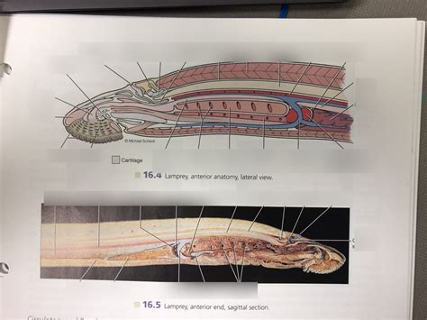 Adult Lamprey Internal Anatomy Diagram Quizlet