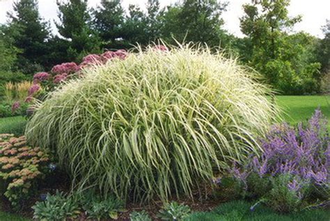 Lawn And Garden You Cant Beat Ornamental Grass For Show Low