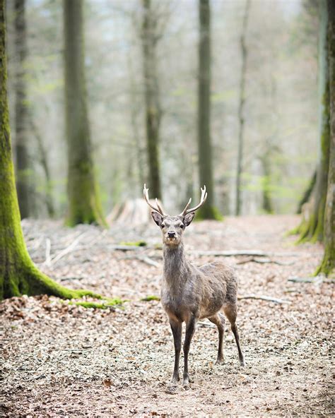 Young Male Sika Deer Photograph