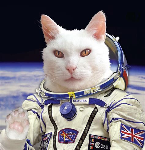 Cat In Astronaut Suit