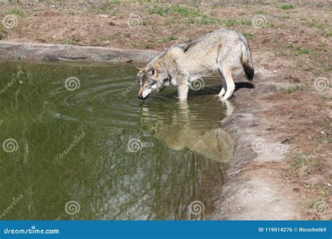 Wolf Drinking Water In The Nature Stock Photo Image Of Canis