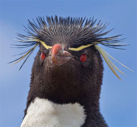 Rockhopper Penguin By David Hemmings Rockhopper Penguin Penguin