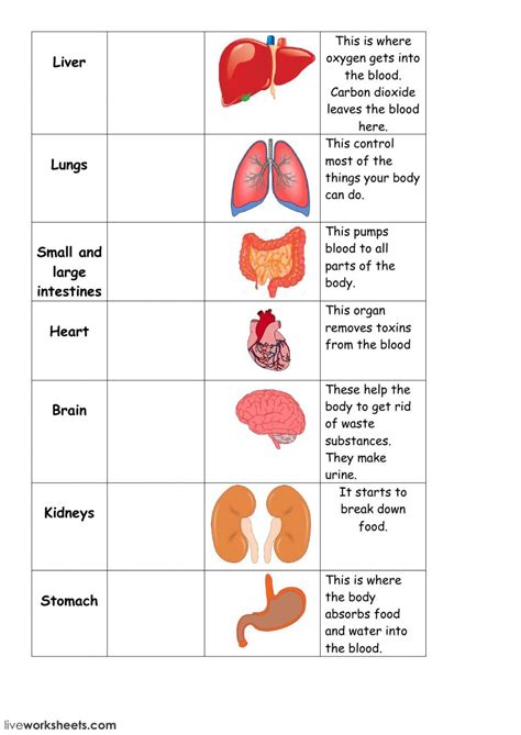 Human Body Systems Grade 5 Worksheets