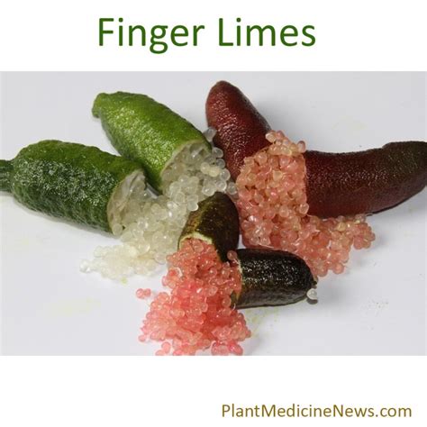 What Are Finger Limes Plant Medicine News