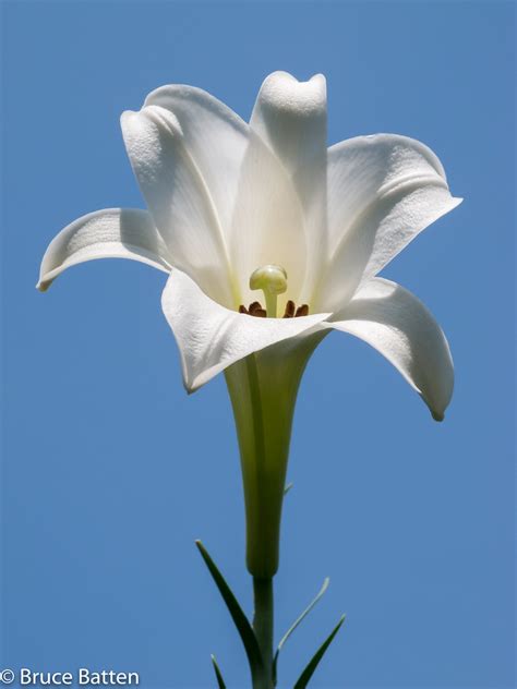 130819 Easter Lily Obirin Easter Lily Lilium Lon Flickr