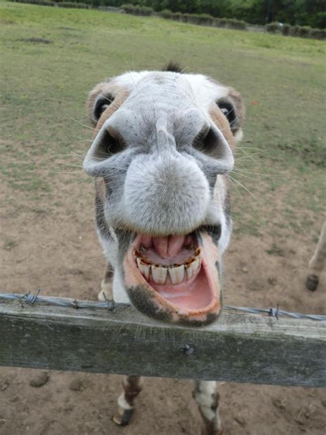 Donkey Smiles Funny Horses Happy Animals Animals For Kids