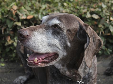 Do older dogs need more protein… or less? Feeding Senior Dogs