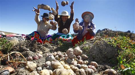 Fao Ancient Peruvian Potato Crops Preserved For Future Generations In