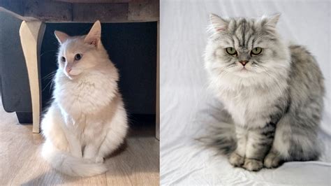 Angora Cat Vs Persian Cat A Detailed Look At Two Popular Breeds