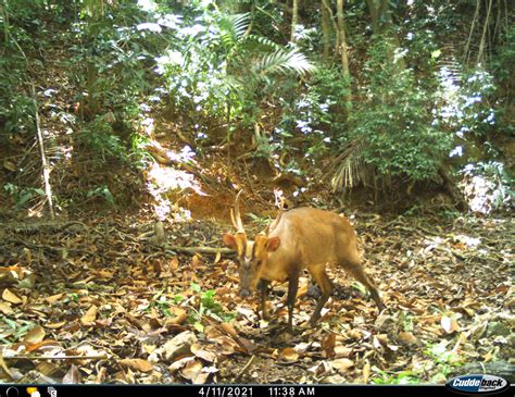 First Record Of A Giant Muntjac Muntiacus Vuquangensis Cervidae From