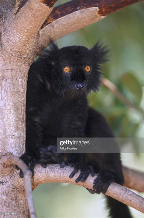 Black Lemur Eulemur Macaco Madaco Male Lokobe Forest Madagascar High