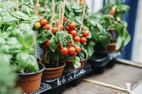 10 Best Vegetables For Container Gardens