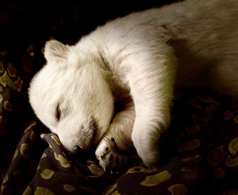 Two Polar Bear Cubs Born At The Detroit Zoo Zooborns