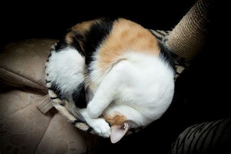 Why Do Cats Curl Up When They Sleep