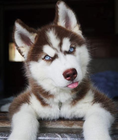 Love Red Huskies Husky Puppy Siberian Husky Dog Cute Husky