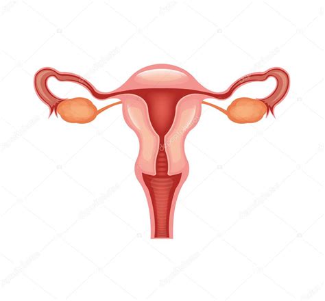 Female Reproductive System Vector Flat Illustration Stock Vector