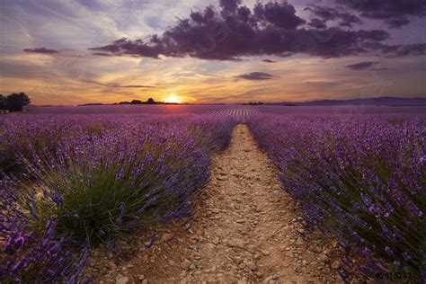 Purple Lavender Field Of Provence At Sunset Stock Photo 2615242
