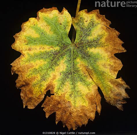 Stock Photo Of Marginal Leaf Necrosis And Chlorosis Caused By Potassium
